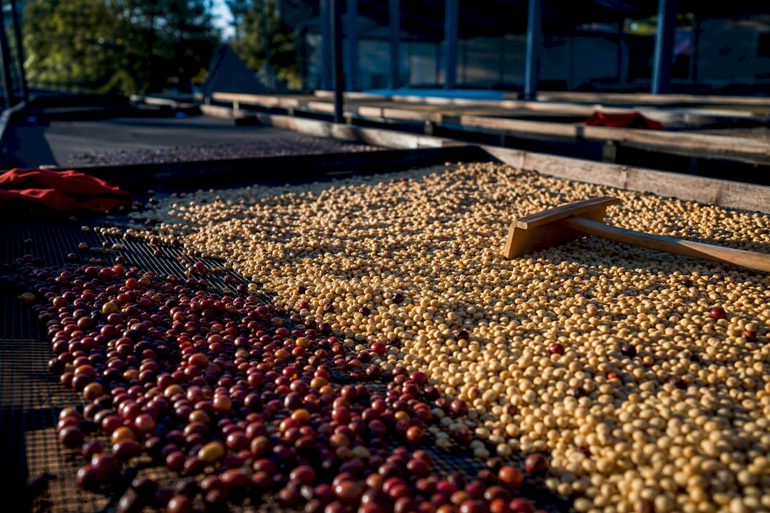 Coffee cherries drying beside hulled beans